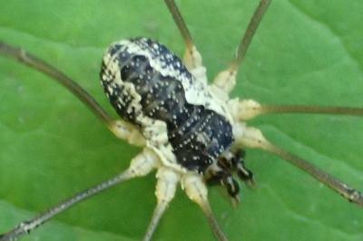 Mitopus morio