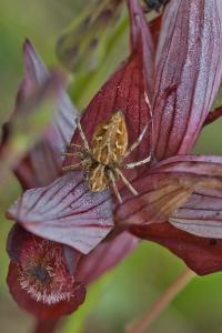 Oxyopes heterophthalmus