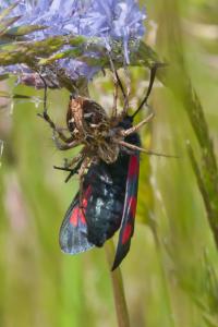 Oxyopes heterophthalmus