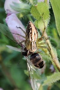 Oxyopes lineatus