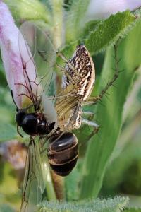 Oxyopes lineatus