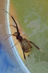 Episinus truncatus