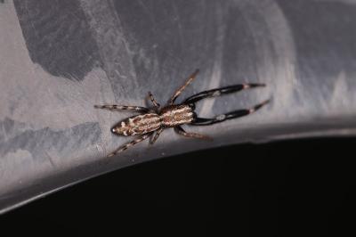 Marpissa nivoyi