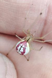 Enoplognatha ovata