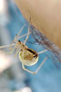 Enoplognatha ovata
