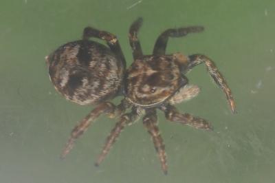 Attulus floricola