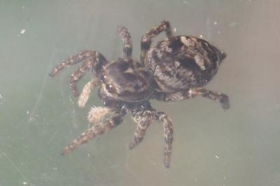 Attulus floricola