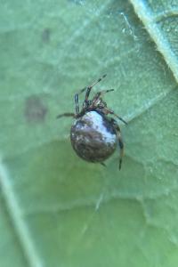 Dipoena melanogaster