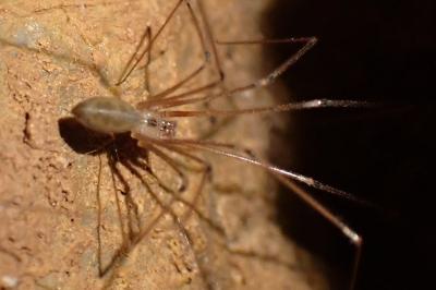 Pholcus phalangioides