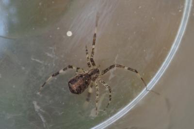 Episinus maculipes