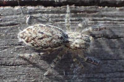 Pseudicius encarpatus