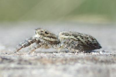 Pseudicius encarpatus
