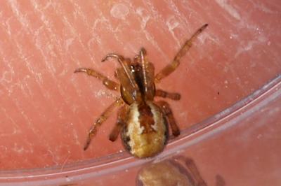 Kochiura aulica