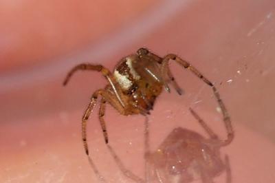 Kochiura aulica