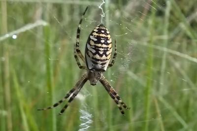 Argiope bruennichi