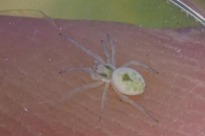 Nigma puella