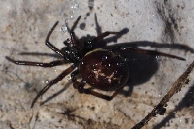 Steatoda paykulliana