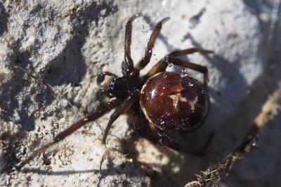 Steatoda paykulliana