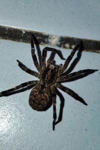 Zoropsis spinimana