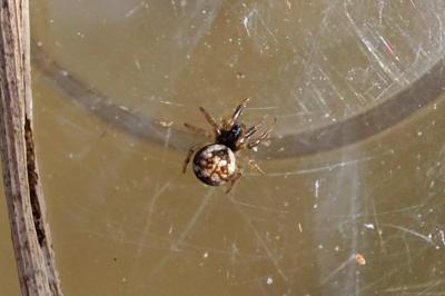 Theridiosoma gemmosum