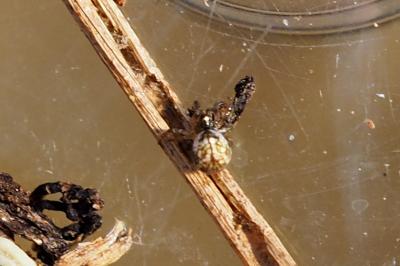 Theridiosoma gemmosum