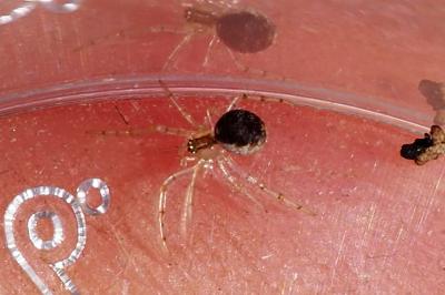 Paidiscura pallens