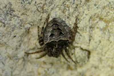 Gibbaranea bituberculata