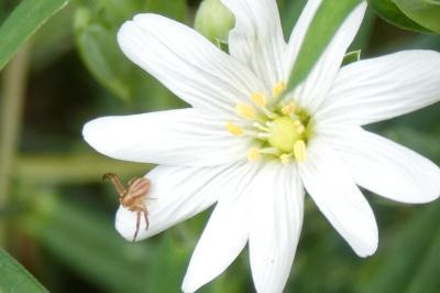Runcinia grammica
