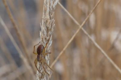 Philodromus dispar