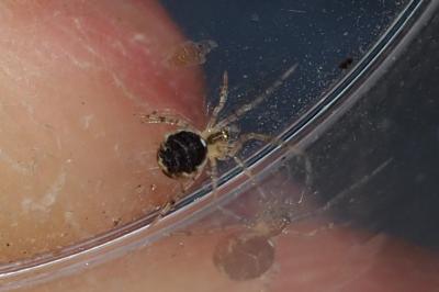 Paidiscura pallens