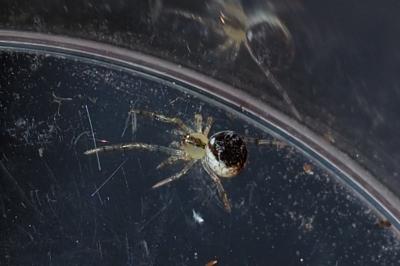Paidiscura pallens