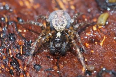 Textrix denticulata
