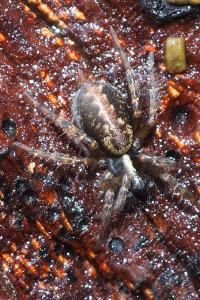 Textrix denticulata