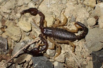 Euscorpius flavicaudis
