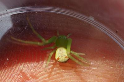 Ebrechtella tricuspidata