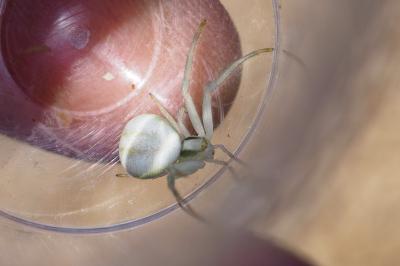 Misumena vatia