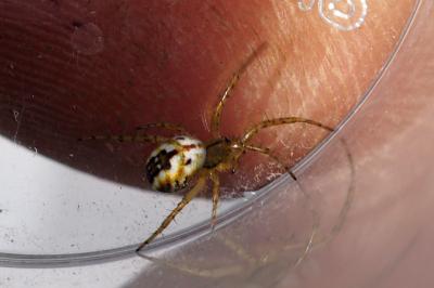 Mangora acalypha