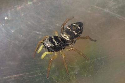 Heliophanus