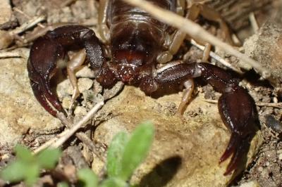 Euscorpius flavicaudis