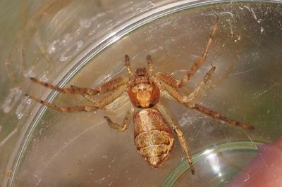Tmarus