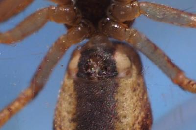 Tmarus