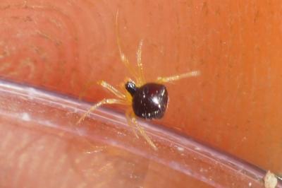Theridula gonygaster
