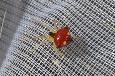 Theridula gonygaster