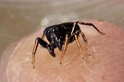 Heliophanus
