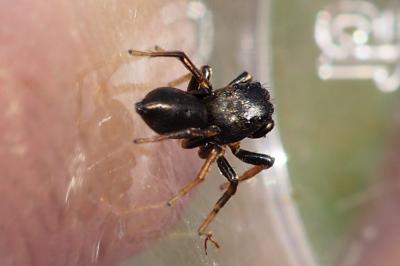 Heliophanus