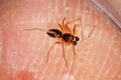 Linyphiidae