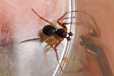 Linyphiidae