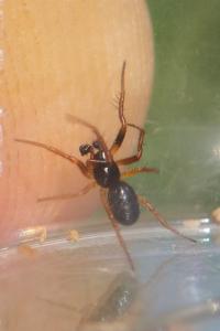 Linyphiidae