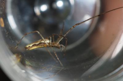Tetragnatha