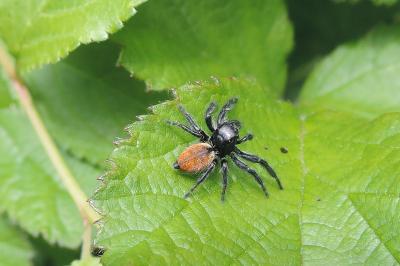 Carrhotus xanthogramma